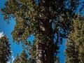 &nbsp;

Generał
Sherman to jeden z najpotężniejszych mamutowców. Autor: World Wide
Gifts, źródło: http://en.wikipedia.org/wiki/File:United_States_-_California_-_Sequoia_National_Park_-_General_Sherman_Tree_-_Panorama.jpg, dostęp: 2 kwietnia 2014.


